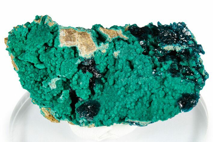 Sparkling Blue Veszelyite Cluster on Zincolibethenite - Congo #351590